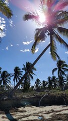 palm tree on the beach