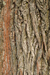 Oak Tree Bark Texture