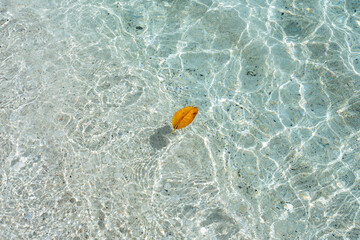 Naklejka premium Dry leaf floating on clear sea water abstract