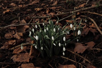 Snowdrops and Brown Dry Leaves