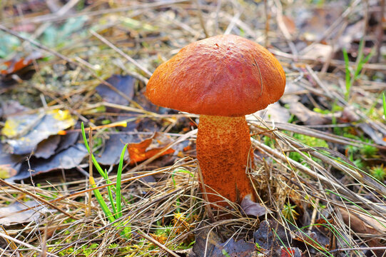 Rotkappe Pilz im Herbstwald - red cap mushroom in forest
