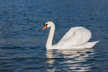 Obraz premium Snow-white Mute Swan (Cygnus olor) swims in the sea. Swans are very graceful and beautiful monogamous birds.