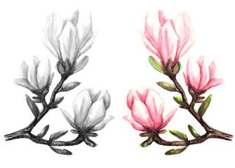 magnolia flower hand drawn watercolor