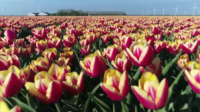 Low altitude aerial view of two toned tulips located in Flevoland the Netherlands near Amsterdam showing bright coloured flowers in rows below shot by professional drone 4k high resolution