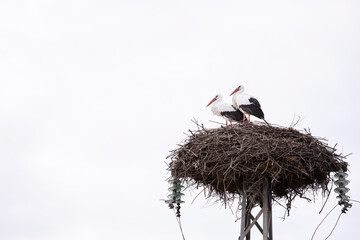 Stork nest on a lamp post, with two animals