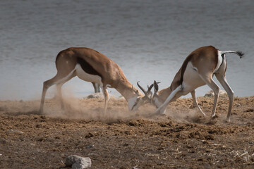 two fighting male african springboks