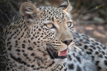 closeup portrait of an african leopard