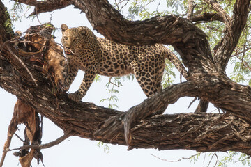 african leopard with prey standing on the branch of a tree