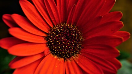 Bloom Flower Red Colour Beautiful Bloom