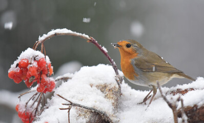 Rotkehlchen im Schnee