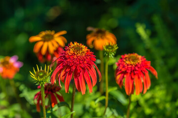 closeup of a Echinacea Hot Papaya flower head