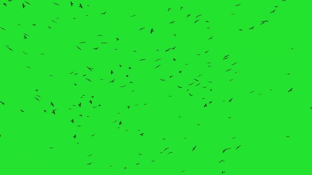 A flock of ravens in slow motion. Crows green screen. Silhouettes of wild birds pattern for design.