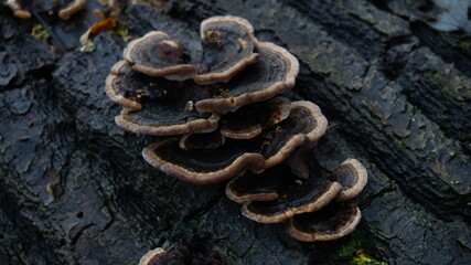 Outdoor Tree Mushroon Nature Vibes Design Background Winter 