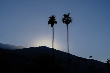 silhouette of palm trees in the mountains at sunset