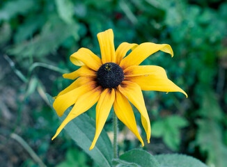 Rudbeckia flower