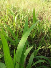 field in the morning