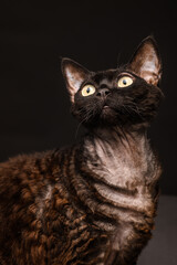 Naklejka premium black cat devon rex on a black background5