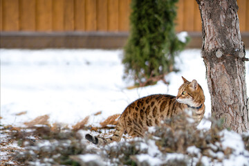 bengal cat in winter on the street looks to the left, full height.