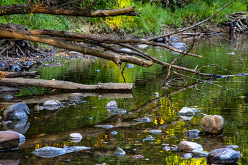 river in the woods with a fallen tree