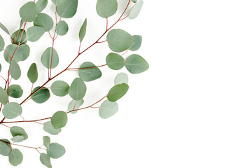 Green leaves eucalyptus isolated on white background. Flat lay, top view.