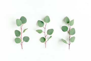 Obraz premium Green leaves eucalyptus isolated on white background. Flat lay, top view.