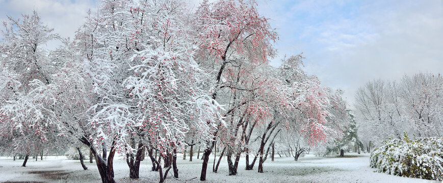 First snowfall in the city park. Fluffy snow covered wild apple trees with red fruits, grass and fall foliage of bushes with white snowy blanket. Amazing cityscape - beauty of winter wonderland