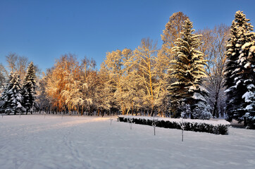Beauty of winter nature in snowy park at sunset. The sun's rays painted the snow-covered trees in golden color - beautiful winter landscape