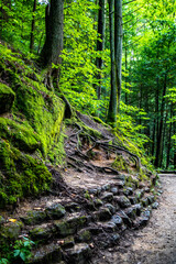 footpath in the forest with trees and greenery