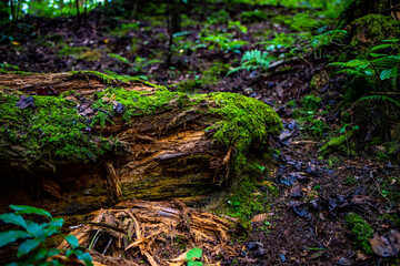 moss on a log in the forest