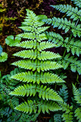 green fern in the forest