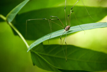 Daddy longlegs common spider crawling on a bright green leaf with legs out