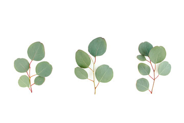 Obraz premium Green leaves eucalyptus isolated on white background. Flat lay, top view.