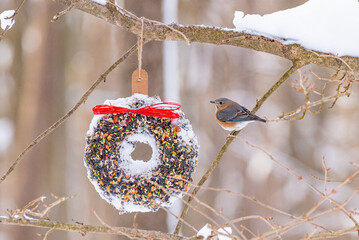 Eastern Bluebird perched on branch near bird seed wreath in forest in winter - 405603048