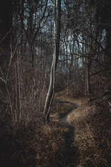 Mystischer Waldweg n&auml;he Linz am Weikerlsee, &Ouml;sterreich.