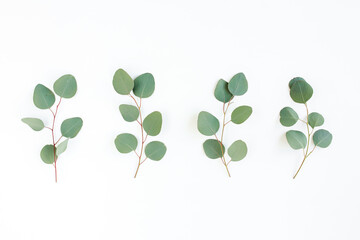 Green leaves eucalyptus isolated on white background. Flat lay, top view.