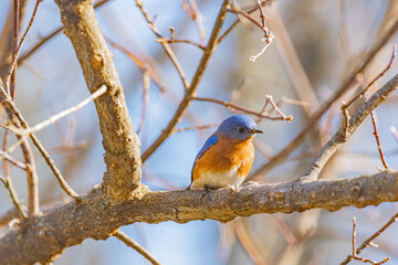 Eastern bluebird perched on bare tree branch on sunny winter day