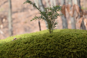 Winter time with pine tree growing on top of a mound of moss