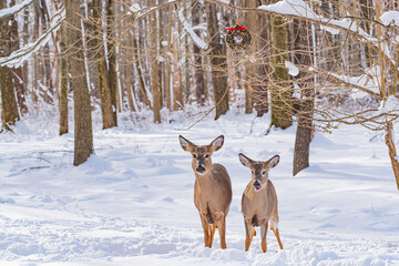 Deer standing in snowy field near forest in winter