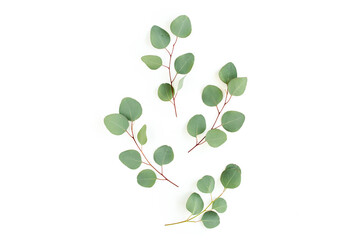 Green leaves eucalyptus isolated on white background. Flat lay, top view.