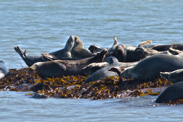 Seals