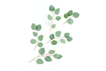 Green leaves eucalyptus isolated on white background. Flat lay, top view.