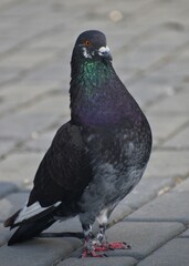 pigeon in the old city