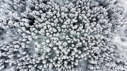 White winter forest aerial drone view. Snow forest background top view.