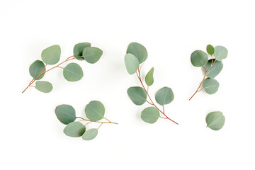 Green leaves eucalyptus isolated on white background. Flat lay, top view.