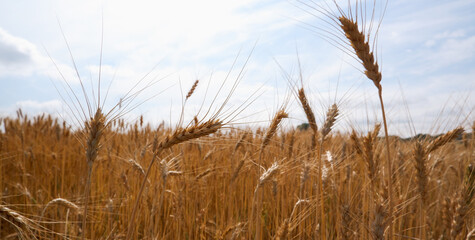 Spikelets of ripe wheat against the blue sky. Background in gold and blue tones.