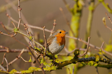 Fototapeta premium Side view of A Robin perching on a branch