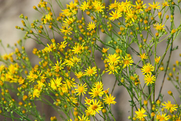 Yellow Senico jacobaea blossoming in garden. Jacobaea vulgaris blooming in field