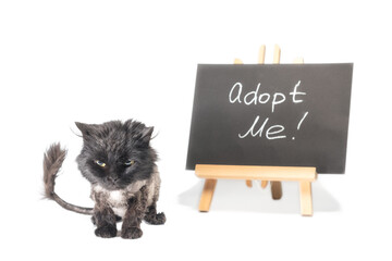 angry black shorn cat next to a slate board with the inscription adopt me on a white background