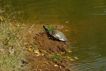 Obraz premium Terrestrial turtles are reptiles, known simply as turtles that unlike (aquatic) turtles live in a terrestrial environment.