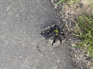 spider on the ground